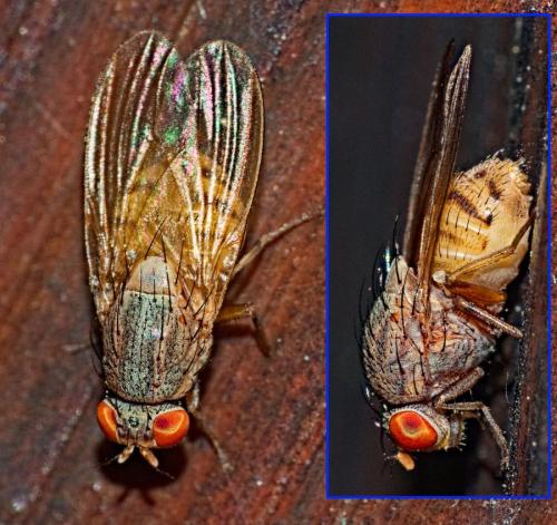 Minettia sp.